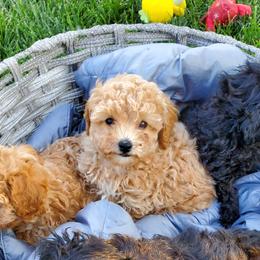 Poodles from Dawn Campbell