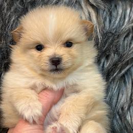 Stripe - Cream male Pomeranian puppy in Franklin, North Carolina from A&J Cutie Pawtooties