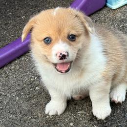 Aspen-Red Merle - Red merle and white female American Corgi puppy in Scottown, Ohio from Wyndy Ridge Corgis