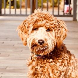 Nellie - Goldendoodle