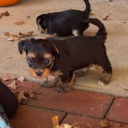 Rowan - Black and tan male Yorkshire Terrier puppy in Dexter City, Ohio from Harriman's Yorkshire Terriers