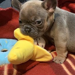French Bulldog Puppies from EMF