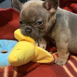 French Bulldog Puppies from EMF