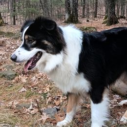 Bella - Australian Shepherd