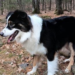 Bella - Australian Shepherd