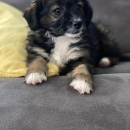 Bernedoodle and Goldendoodle Puppies from TurkeyCreek Doodles