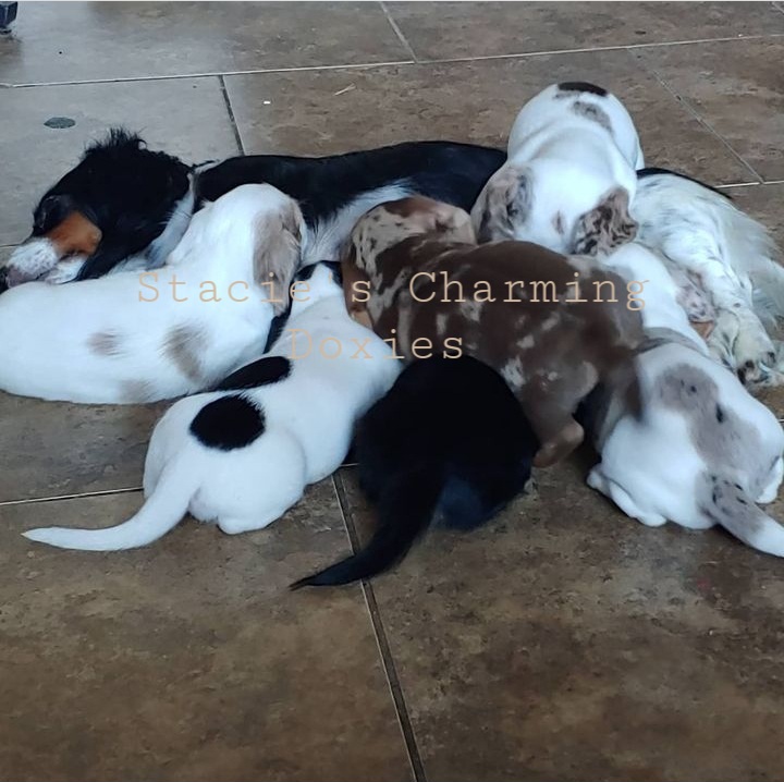 Dachshund Puppies from Stacie's Charming Doxies