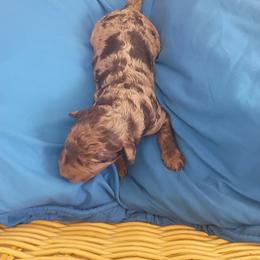 Podo Helmer - Merle male Labradoodle puppy in Rock Island, Tennessee from Harvest Sky Kennels