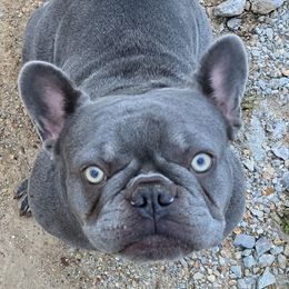 Natalie - French Bulldog