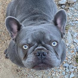 Natalie - French Bulldog