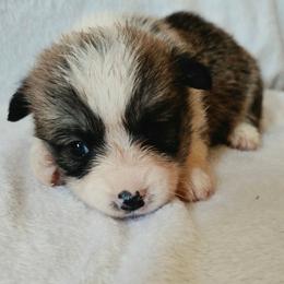 Jackie - White and red female Pembroke Welsh Corgi puppy in Madera, California from RRR Corgis