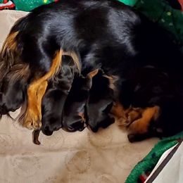 Dachshunds from Melanie's Dachshunds