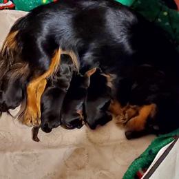 Dachshunds from Melanie's Dachshunds