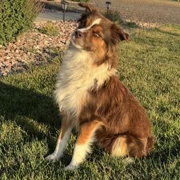 Remi - Miniature Australian Shepherd