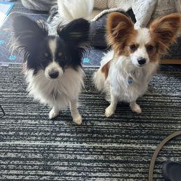 Papillon All Grown Up from Heather's Papillons