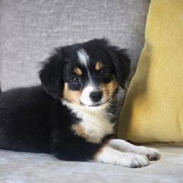 Hazelnut - Black tri female Miniature Australian Shepherd puppy in Killen, Alabama from Wilkers Wholehearted Mini Aussies