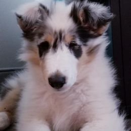 Collie Puppies from Collies of Wych