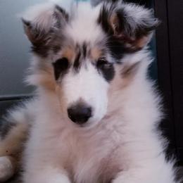 Collie Puppies from Collies of Wych