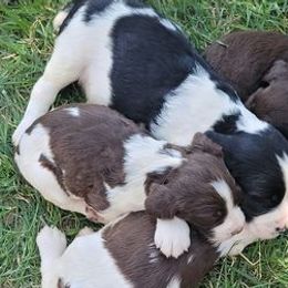 English Springer Spaniels from Field Bred Springers