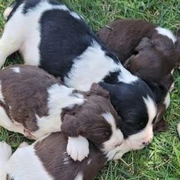 English Springer Spaniels from Field Bred Springers