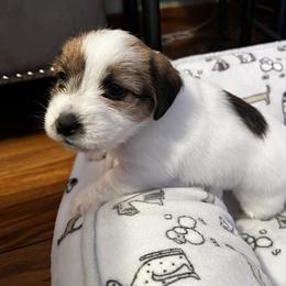 Ivy - White and tan female Russell Terrier puppy in Burns, Tennessee from Terrier Town of Tennessee