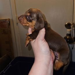 Girl 4 - Chocolate and tan female Dachshund puppy in Lansing, Michigan from Black Thunder 517 Cane Corso and Dachshunds and frenchies