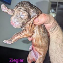 Ziegler - Liver female German Shepherd puppy in Olean, New York from F&B Kennels