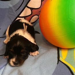 OREO - Piebald male Dachshund puppy in Elizabethtown, Kentucky from Teeny Tiny Puppy Tails
