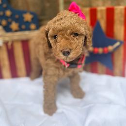 Pink Collar Girl - Apricot female Poodle puppy in Gainesville, Missouri from Merrell Pups