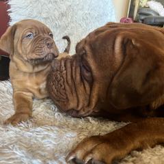 Dogue de Bordeaux Puppies from Toni  Young