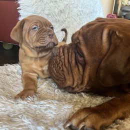 Dogue de Bordeaux Puppies from Toni  Young