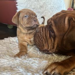 Dogue de Bordeaux Puppies from Toni  Young