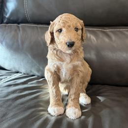 Rosalie - Apricot and White - Female - Apricot female Goldendoodle puppy in Wickenburg, Arizona from Gentle Paw Goldendoodles