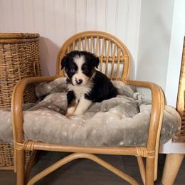Pink Collar - Black tri-color female Australian Shepherd puppy in Grand Saline, Texas from Murphy Ranch Australian Shepherds