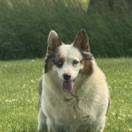 Ginger - American Corgi