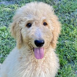 “Snapdragon” - Apricot Goldendoodle puppy in Gainesville, Florida from Peace, Love, and Doodles