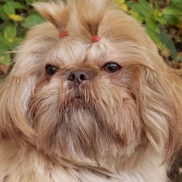 Roscoe - Shih Tzu