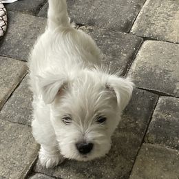 West Highland White Terrier All Grown Up from Windsor's West Highland White Terriers
