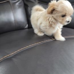 Maltipoo Puppies from Maltipoopuppiescalifornia