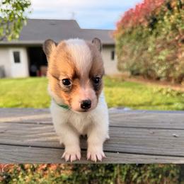 Boy 3 - Sable male Pembroke Welsh Corgi puppy in Snelling, California from A/L Corgi Canines