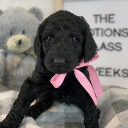 Poodle Puppies from Boodle's Poodles
