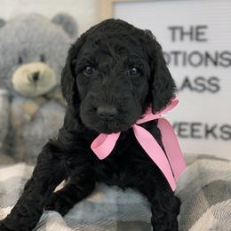 Poodle Puppies from Boodle's Poodles