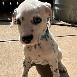 Kevin Jonas - White and black male Dalmatian puppy in Fort Cavasos, Texas from Mainstreet Dalmation