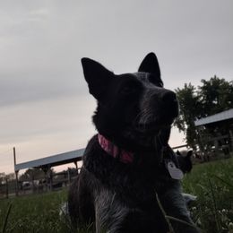 Pip - Australian Cattle Dog