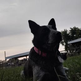 Pip - Australian Cattle Dog
