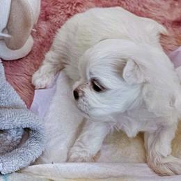 Thor - White male Maltese puppy in Piscataway, New Jersey from Norma T.'s Maltese