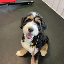 Bernedoodle All Grown Up from The Great Puppy Patch