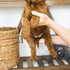 Goldendoodle, Irish Doodle, Labradoodle, and Poodle Puppies from Desert Doodles