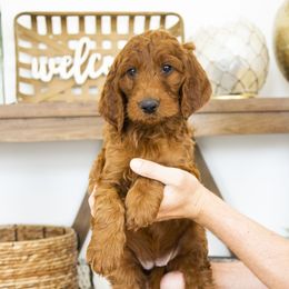 Goldendoodle, Irish Doodle, Labradoodle, and Poodle Puppies from Desert Doodles