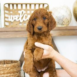 Goldendoodle, Irish Doodle, Labradoodle, and Poodle Puppies from Desert Doodles